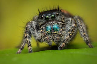 Phidippus johnsoni (female)