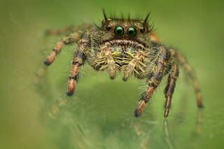 Phidippus johnsoni