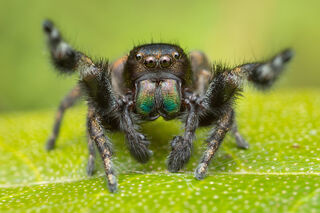 Phidippus olympus