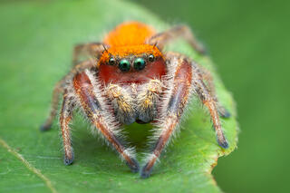 Phidippus pius