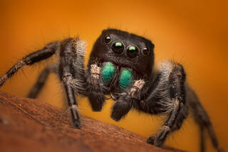 Phidippus Princeps (adult male)