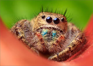 Phidippus princeps
