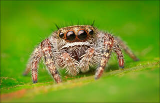 Phidippus Purpuratus