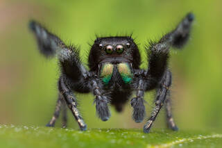 Phidippus purpuratus