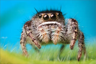 Phidippus Purpuratus