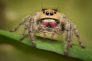 Phidippus regius (female)