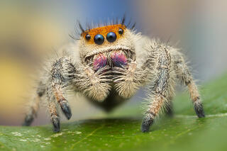 Phidippus regius