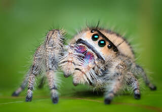Phidippus regius