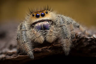 Phidippus regius (tan form adult female)