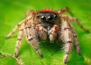 Phidippus Whitmani
