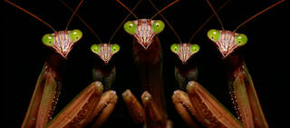Praying Mantis Family Portrait- 