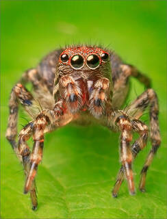 Unknown Jumping Spider