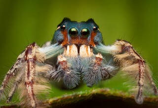 Phidippus putnami
