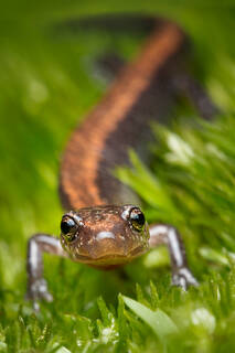 Red-backed Salamander
