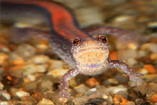 Eastern Redback Salamander