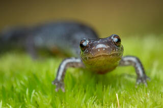 Redback Salamander (lead phase)