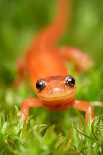 Red-backed Salamander (red form)