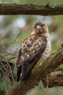 Sharp-shinned Hawk