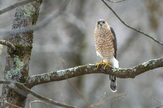 Sharp-shinned Hawk