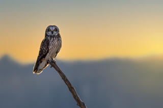 Short Eared Owl I