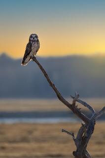 Short Eared Owl II