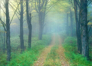 Soft Morning
