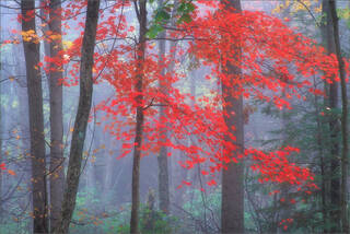 Splash of Red