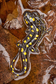 Spotted Salamander