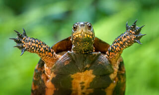 Spotted Turtle