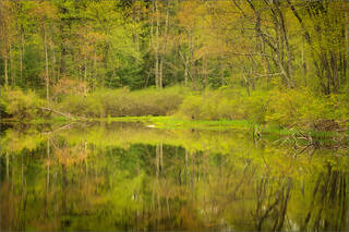 Spring Mirror