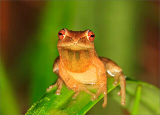 Spring Peeper