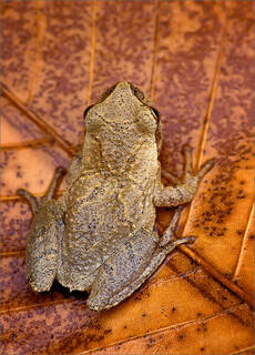 Spring Peeper