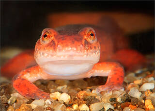 Northern Spring Salamander