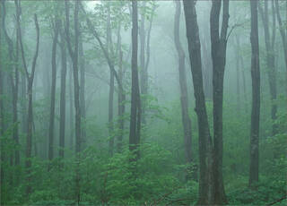 Summer Fog