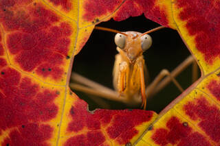 Leaf Peeper