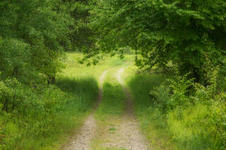 Spring Walk