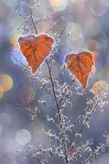 Warm Hearts