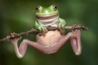White's tree frog