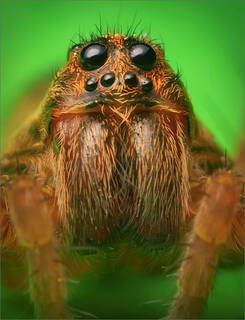 Wolf Spider