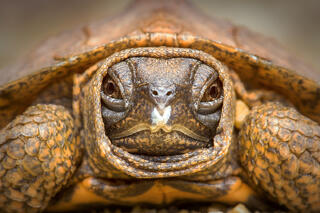 Wood Turtle (hatchling)