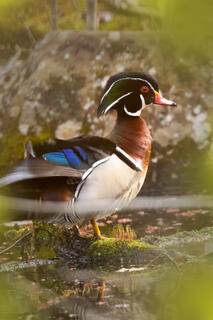 Wood Duck