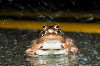 Wood Frogs