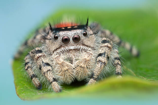Phidippus adumbratus print