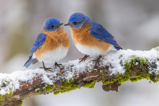 Eastern Blue Birds print