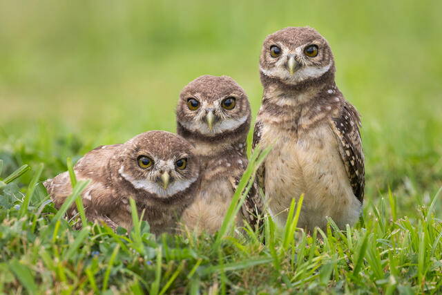 Burrowing Owlets print