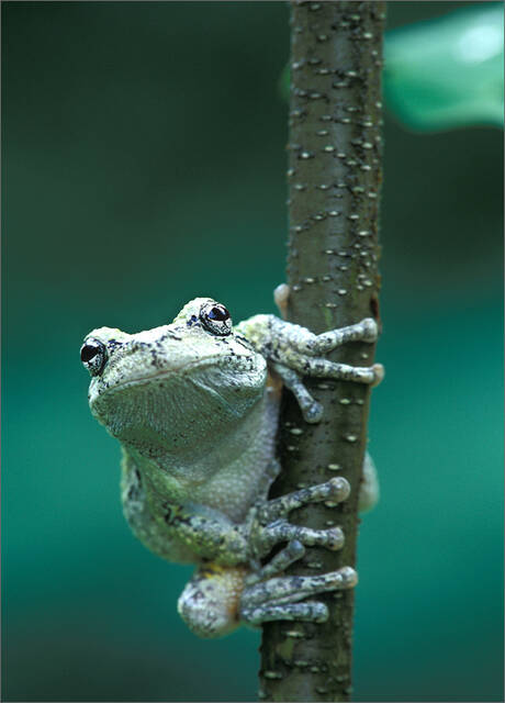 Gray Treefrog print