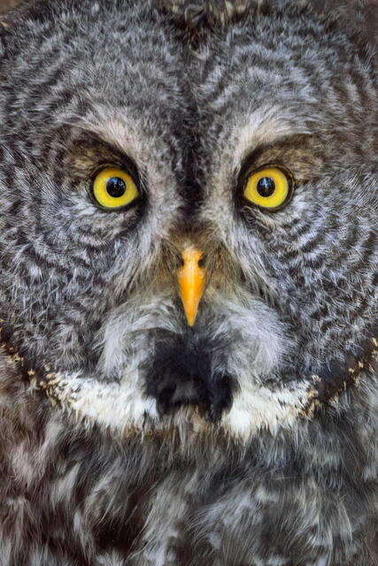Great Gray Owl (Portrait) print