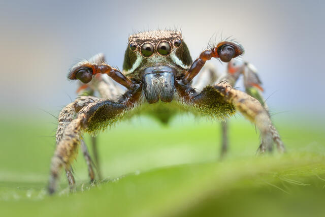 Habronattus festus (NMEX) print