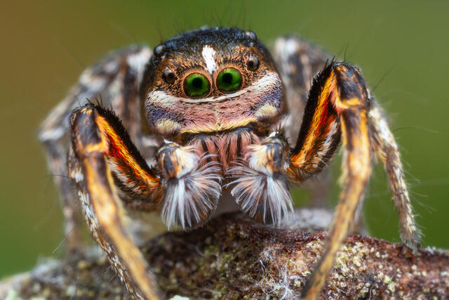 Habronattus americanus print