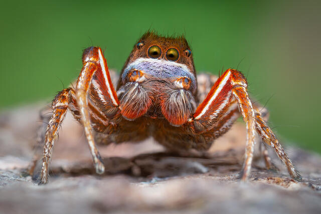 Habronattus americanus print